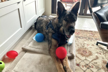 Beach-obedience training