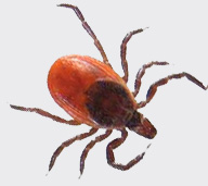 Deer tick