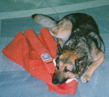 My dog "Sam" at the Frankfurt Airport  after returning from the quake in Turkey